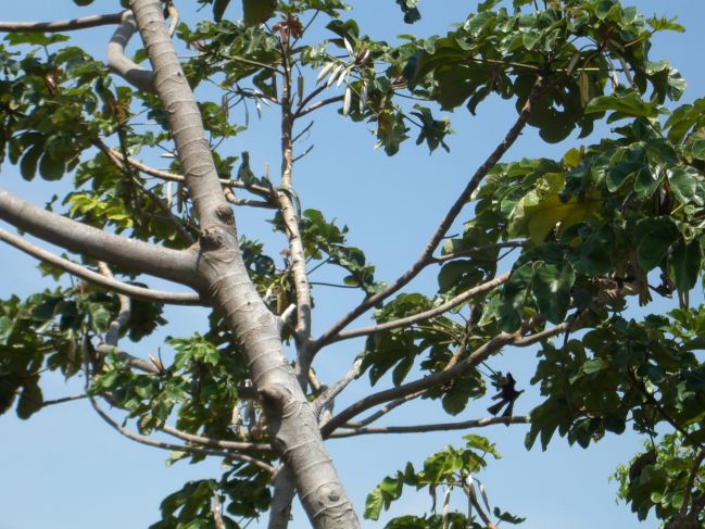  2006:11:28 11:21:06   Iguana 1 (Joanes, Ilha de Marajo).jpg